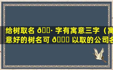 给树取名 🌷 字有寓意三字（寓意好的树名可 🐒 以取的公司名字）